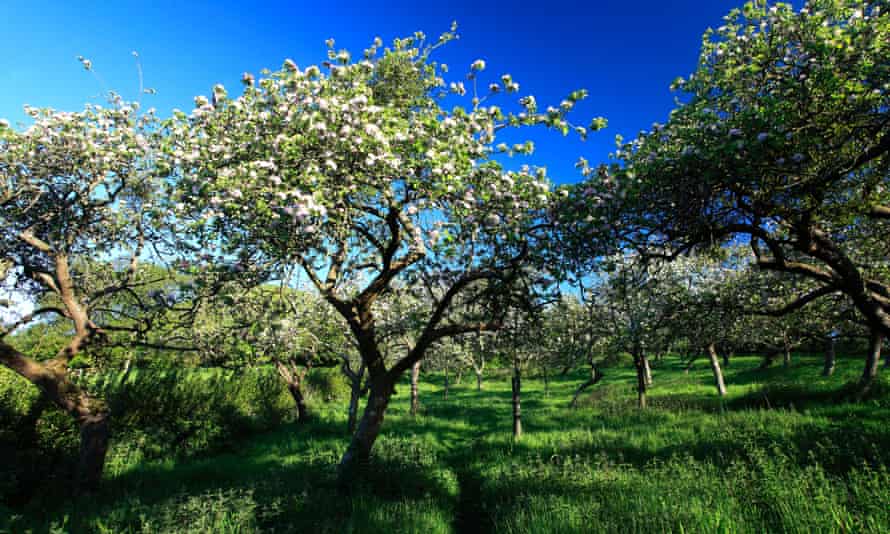 Sommer Blick über Cider Apple Orchard Bäume, Somerset Levels, Somerset County, England, UKDEB4YM Sommer Blick über Cider Apple Orchard Bäume, Somerset Levels, Somerset County, England, UK