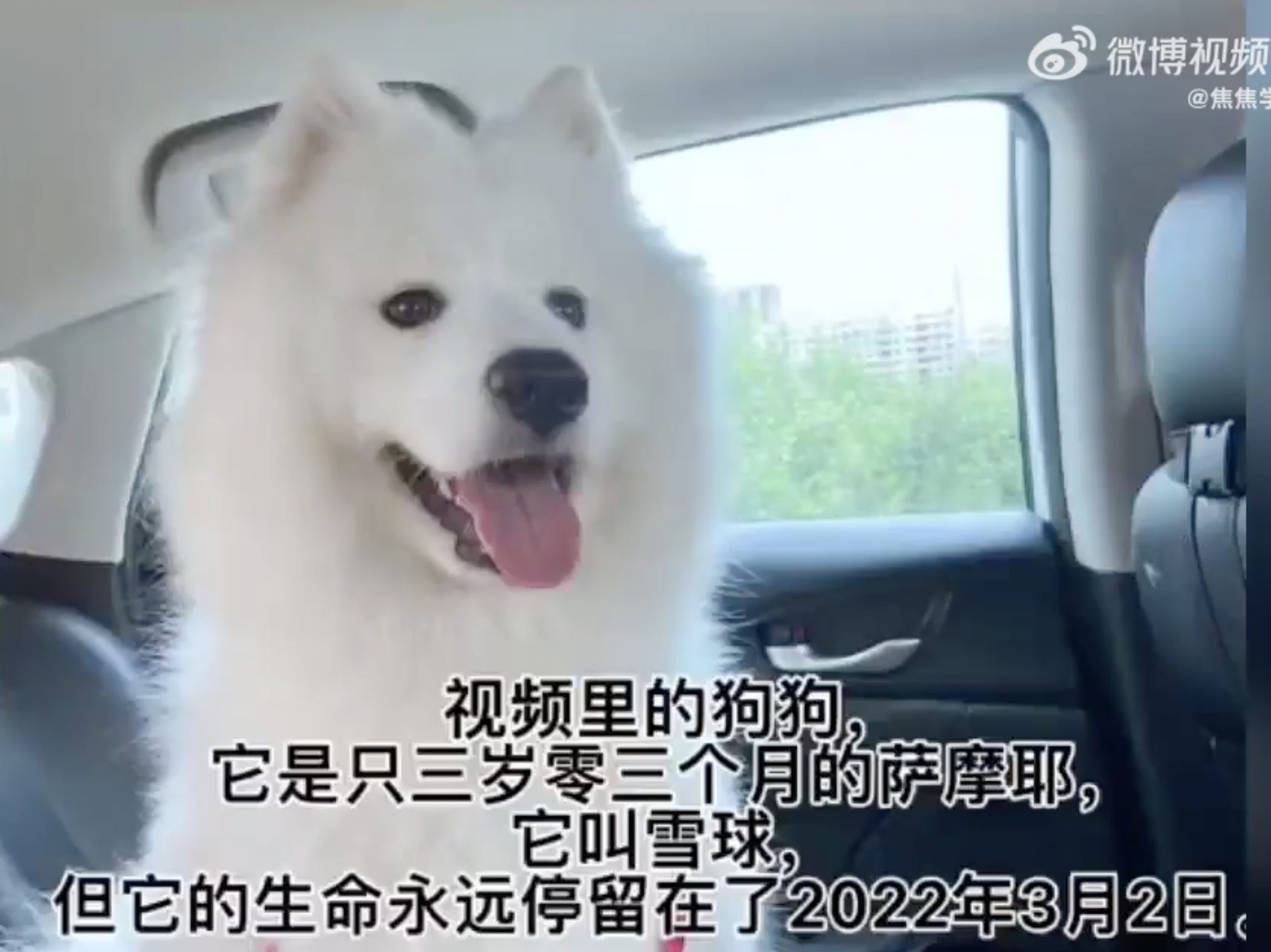 Screenshot des Weibo-Beitrags mit dem Samojeden-Hund Snowball