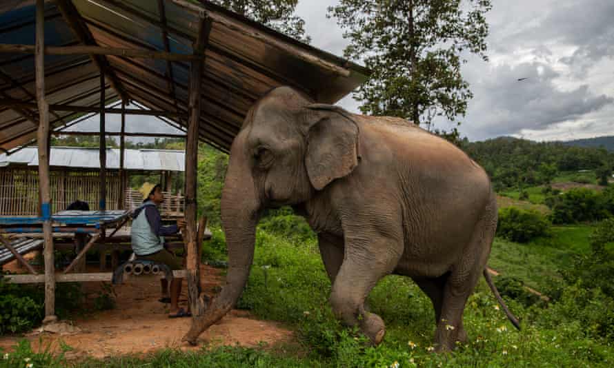 Ein Elefant und ein Arbeiter in einem Elefantenschutzgebiet