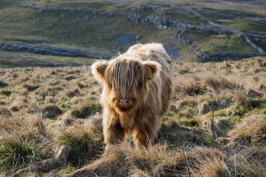 eine Highland-Kuh im Malham-Hochland.