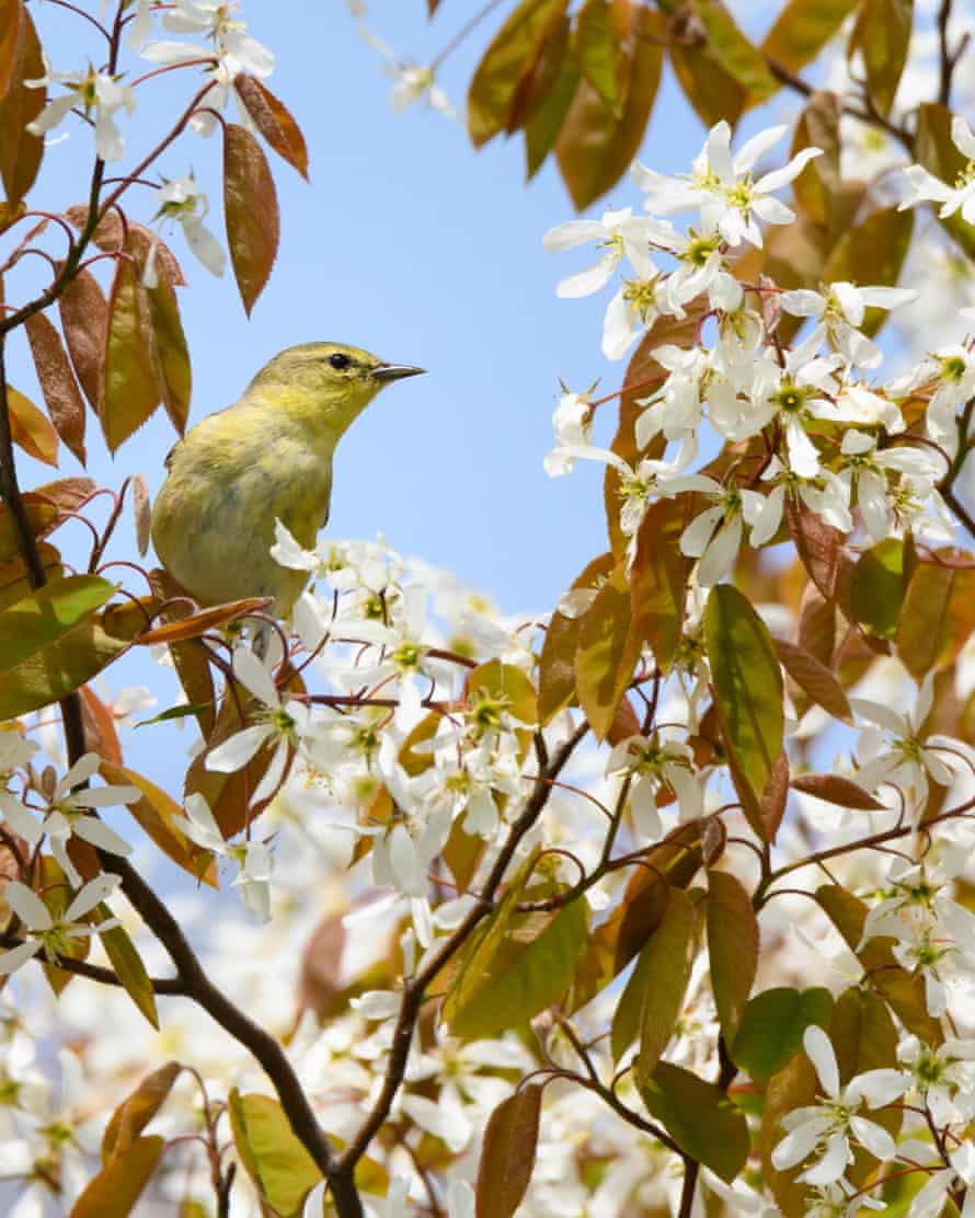 Ein Vogel auf einem blühenden Baum im Ashbridges Bay Park