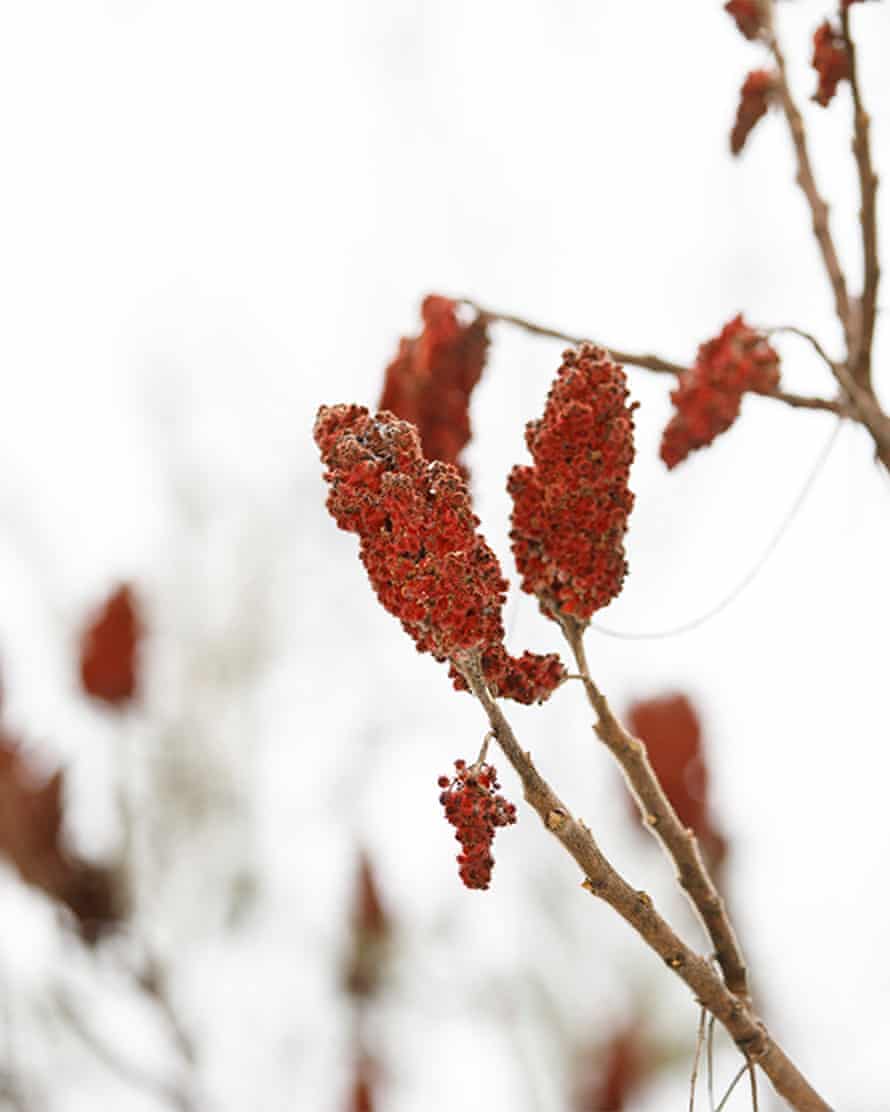 Ein Busch mit roter Spitze im Winter