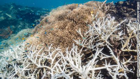 Die Great Barrier Reef Marine Park Authority hat gerade Luftaufnahmen aller 3.000 Riffe des Riffsystems abgeschlossen. 