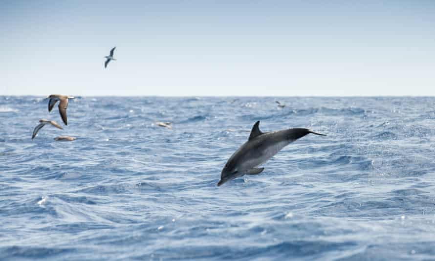 Möwen und ein gemeiner Delfin vor Madeira.