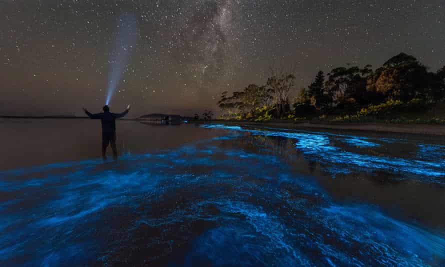 Biolumineszenz unter der Milchstraße (hier in Tasmanien abgebildet)
