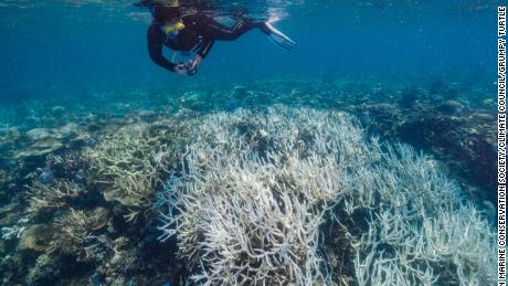 Unterwasserbilder aus dem Jahr 2022 zeigen, dass das Great Barrier Reef unter Hitzestress leidet.