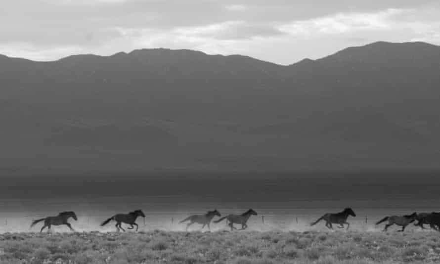 Wilde Pferde laufen über eine trockene Ebene mit Bergen im Hintergrund
