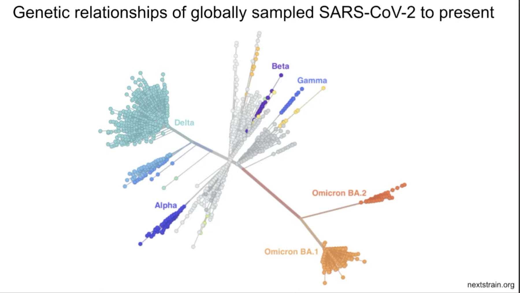 Grafik, die zeigt, wie genetisch verwandt verschiedene SARS-CoV-2-Varianten sind, wobei Omicrons gruppiert sind, weit entfernt von anderen wie Delta und Beta