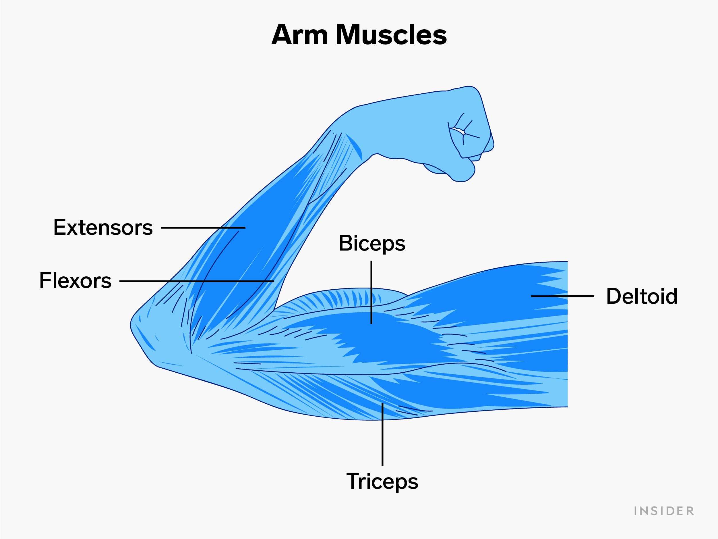 Blaue anatomische Illustration der verschiedenen Muskeln im Arm