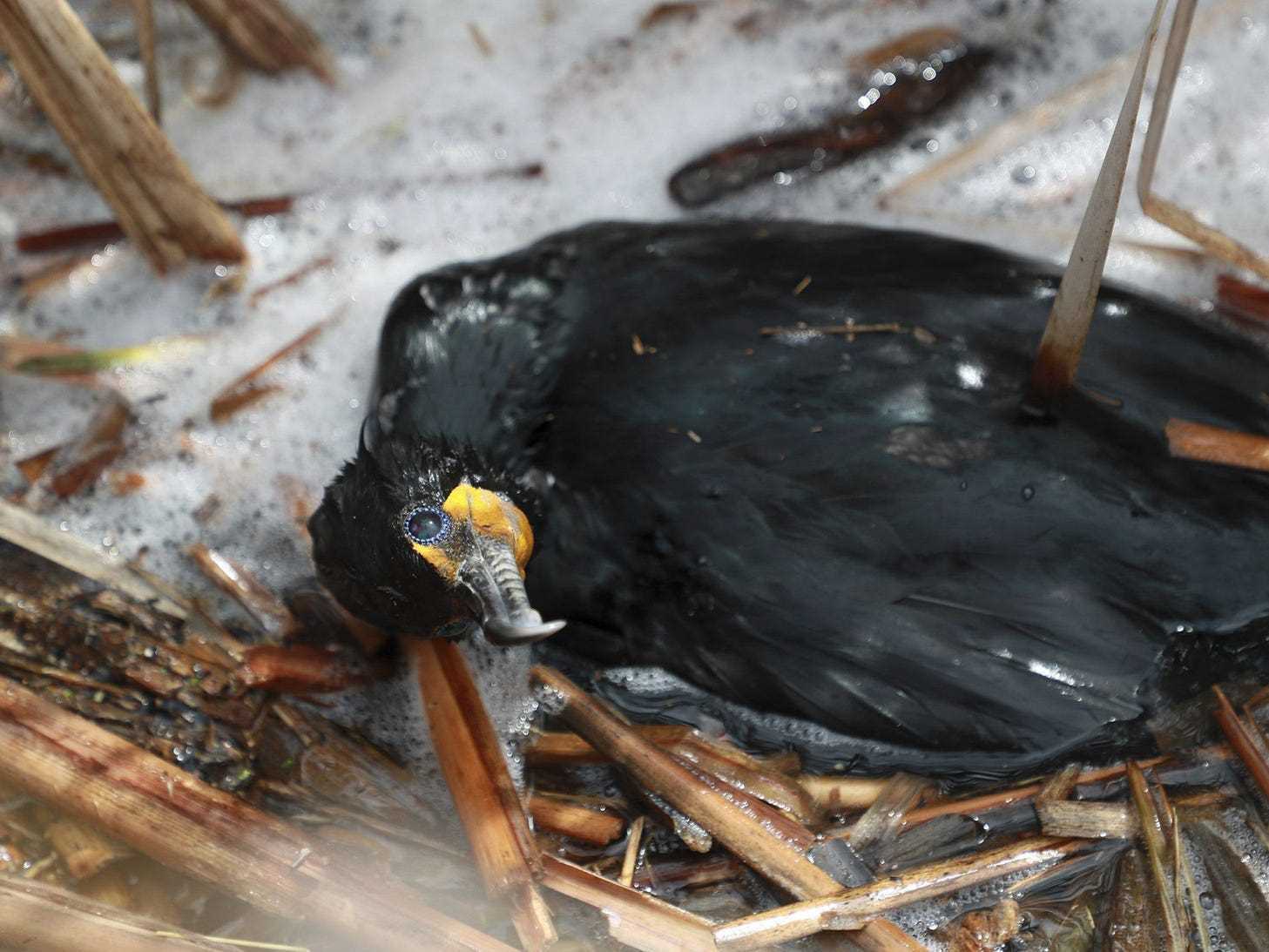 Ein Kormoran mit zwei Hauben kämpft und stirbt wahrscheinlich an der Vogelgrippe
