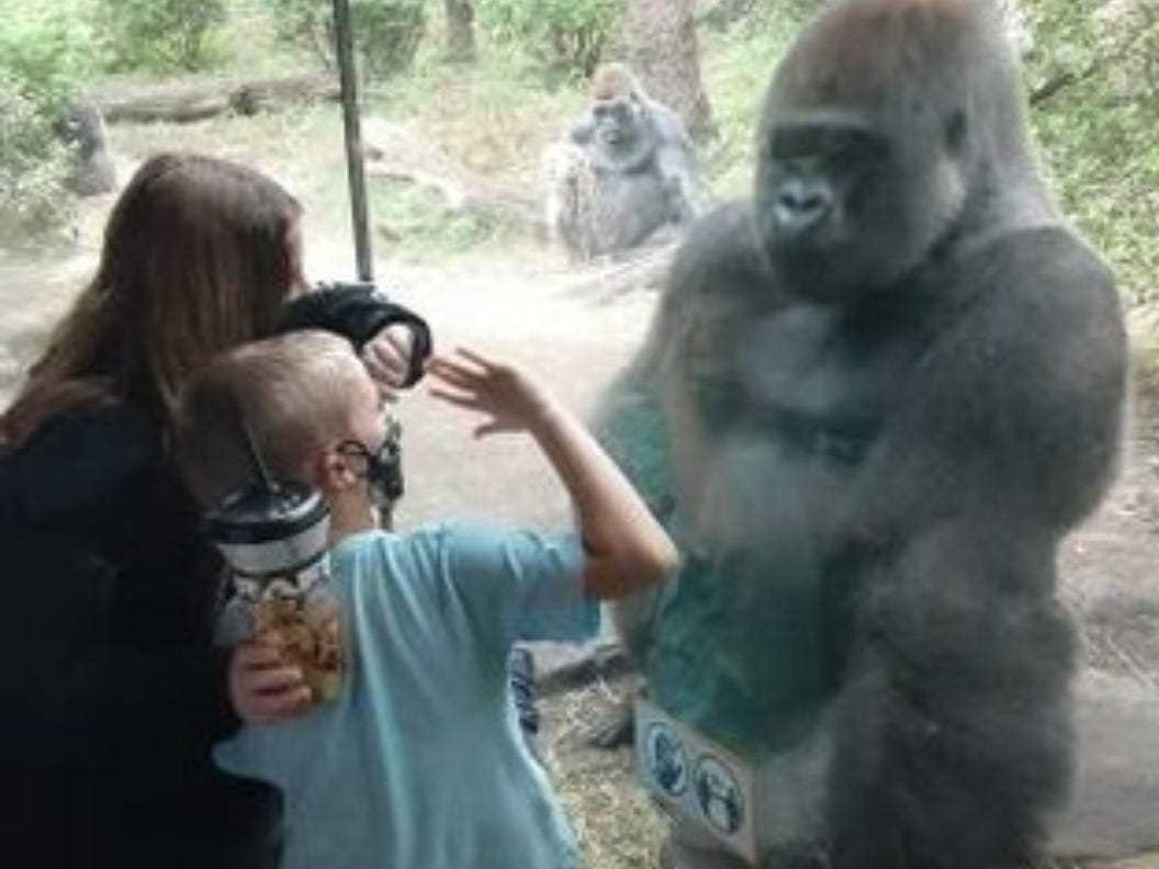 Das Gorillagehege im Bronx Zoo ist faszinierend für Kinder.