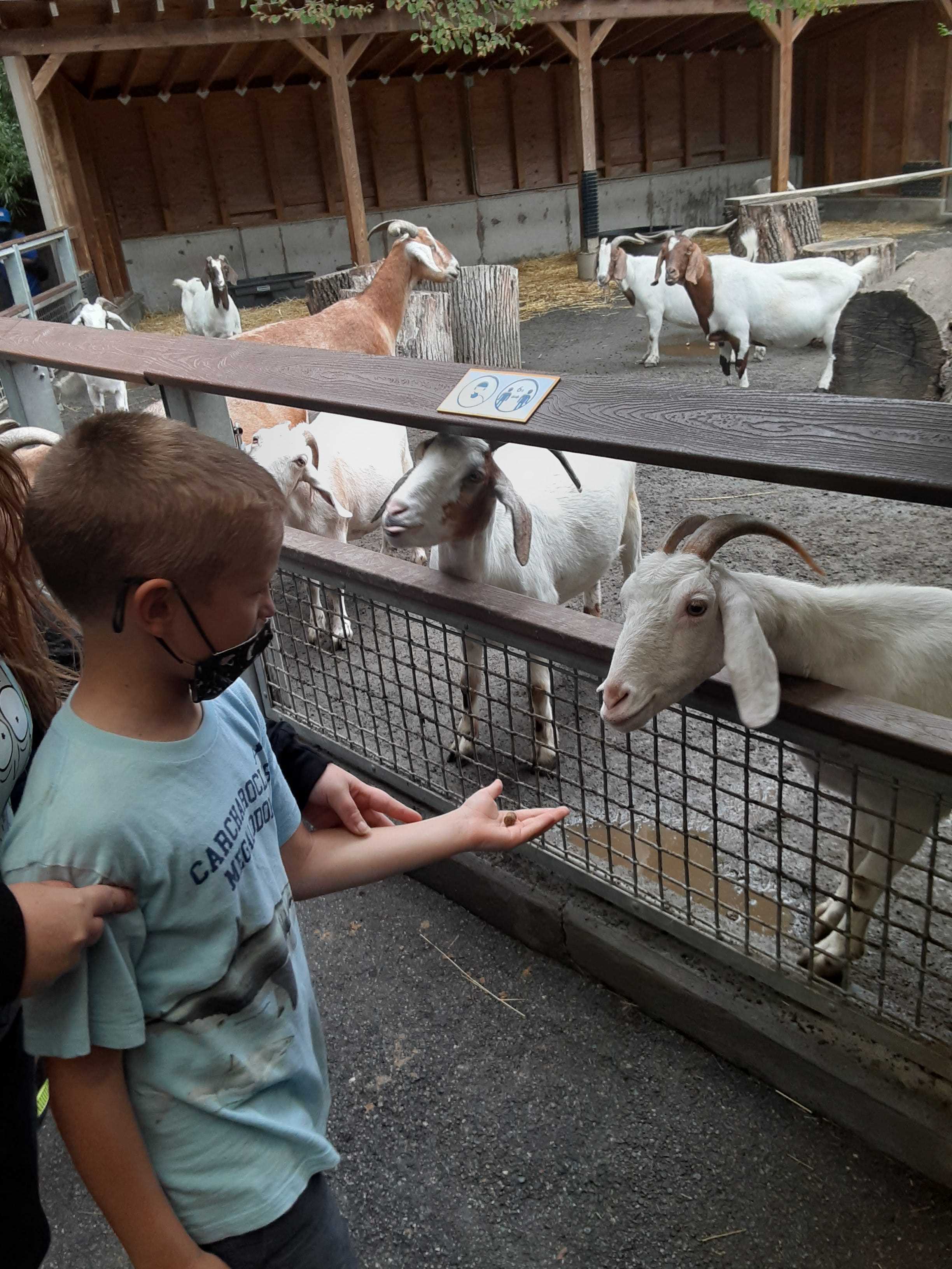 Besucher des Children's Zoo im Bronx Zoo können einige der Tiere, einschließlich Ziegen, von Hand füttern.