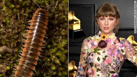 Taylor Swift inspirierte einen Entomologen, eine neue Tausendfüßlerart nach ihr zu benennen