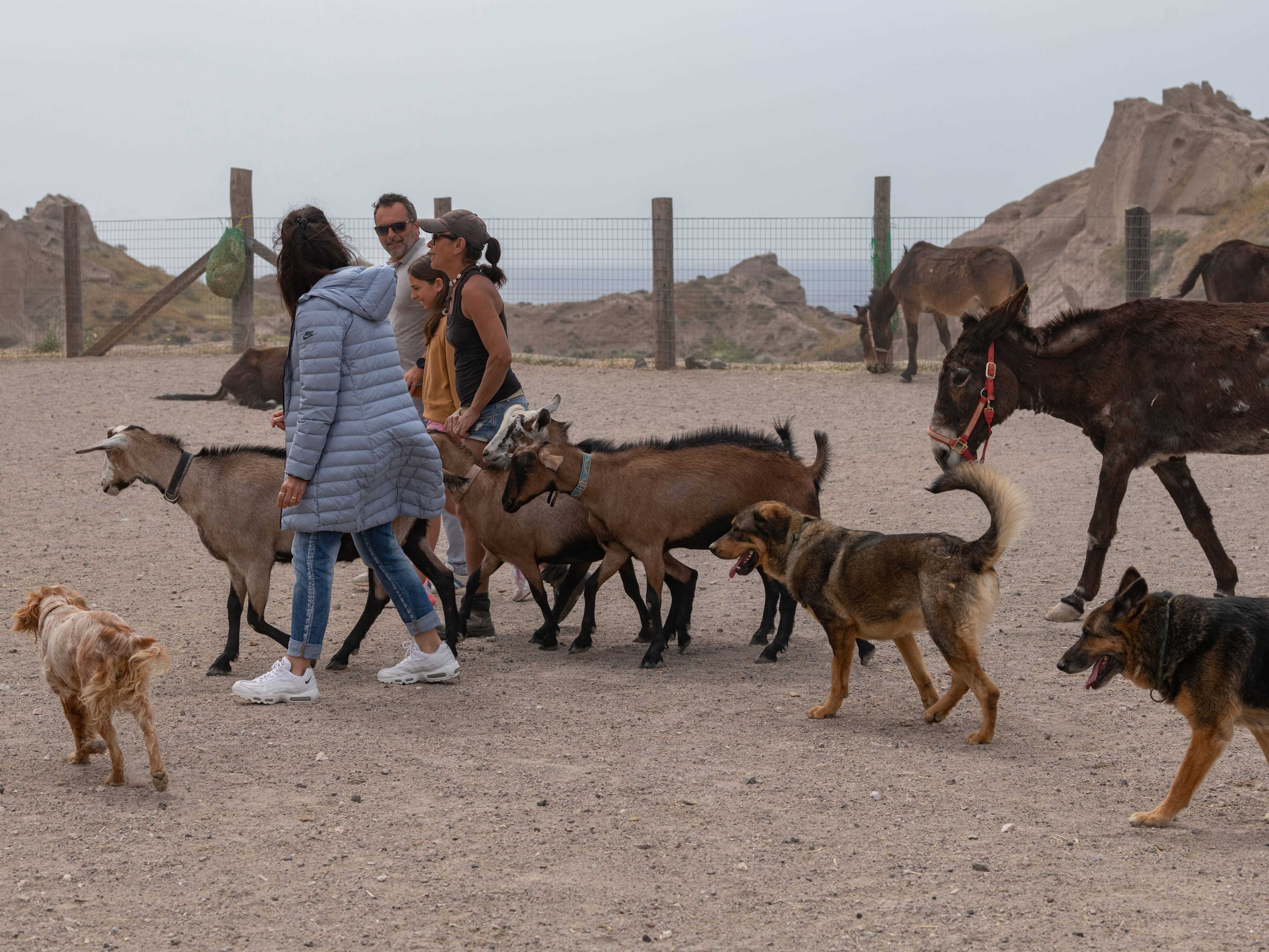 Vier Personen mit Hunden, Ziegen und einem Esel gehen vor der Küste spazieren