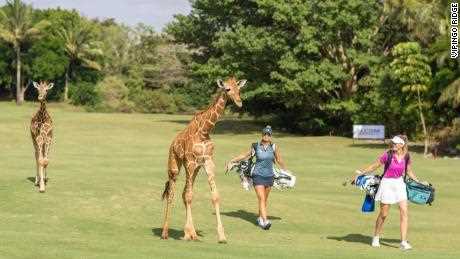 Golf auf Safari: Tiere durchstreifen die Greens auf Afrikas einzigem PGA-akkreditierten Platz
