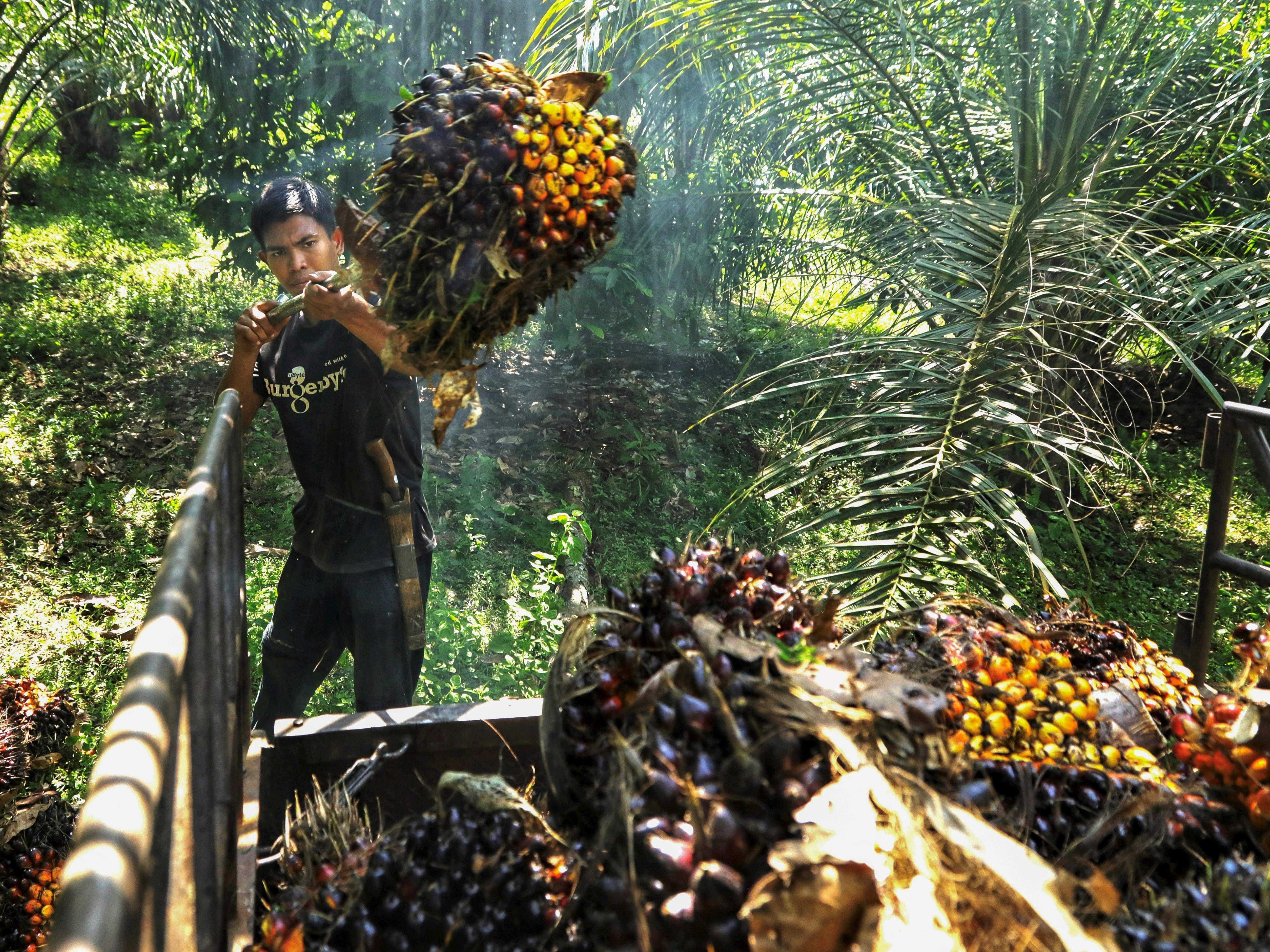 Ein Arbeiter erntet am 24. September 2021 auf einer Plantage in Kutamakmur, Aceh, Ölpalmenfrüchte, die zur Herstellung von Palmöl verwendet werden.