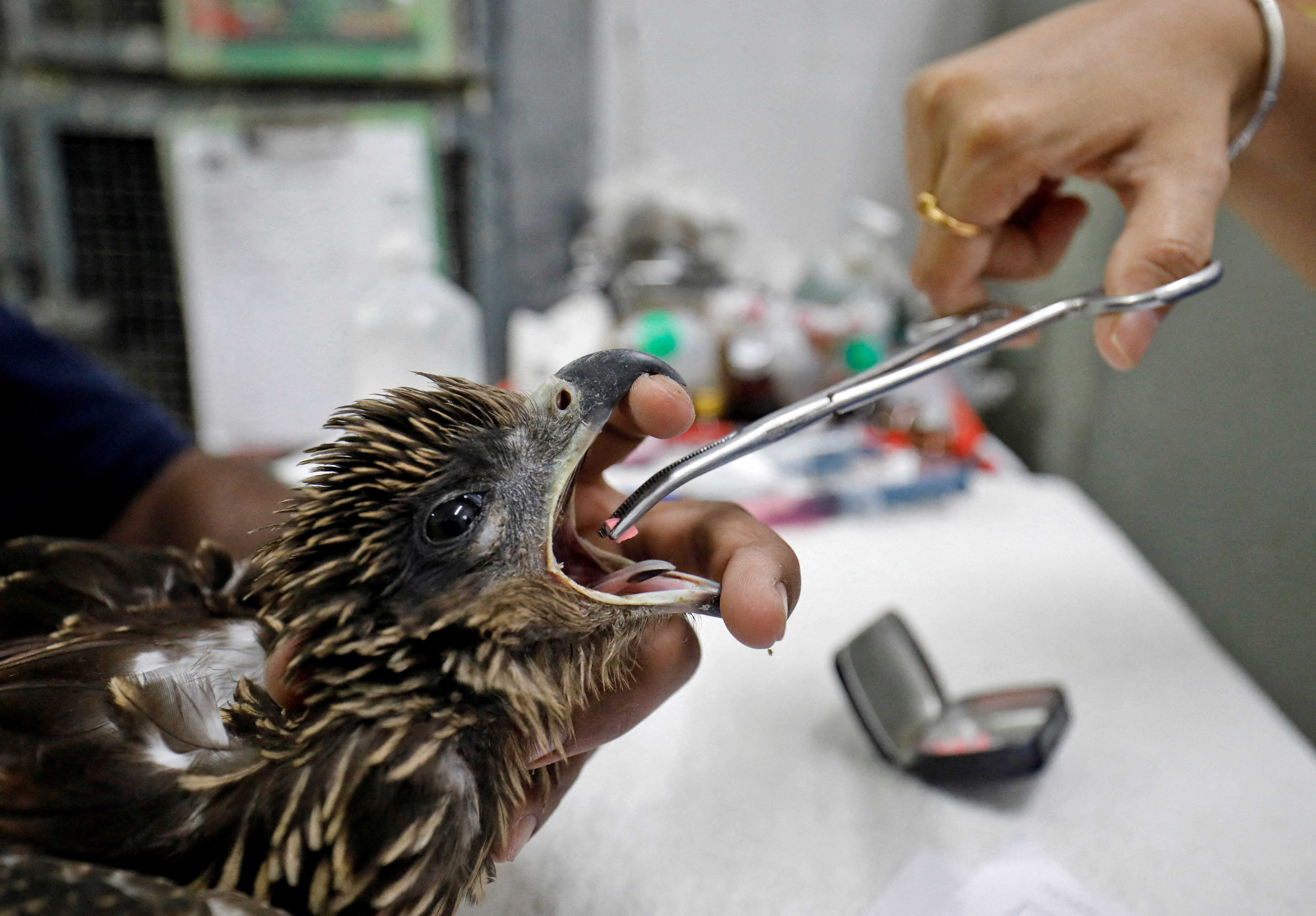 Ein Tierarzt versorgt einen Adler im Jivdaya Charitable Trust in Ahmedabad mit Medikamenten, nachdem er aufgrund von Hitze dehydriert war.