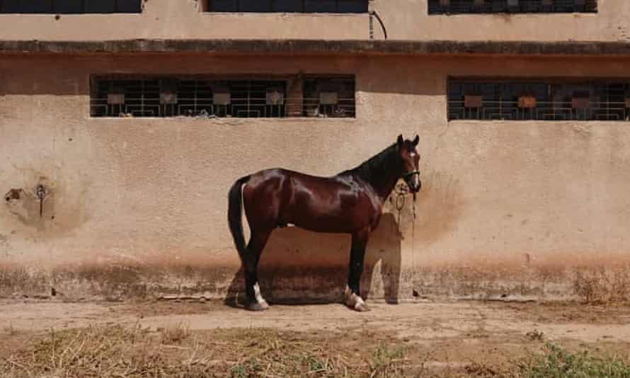 Marwa al-Sabounis Pferd Salah al-Din, ein syrischer Araber.
