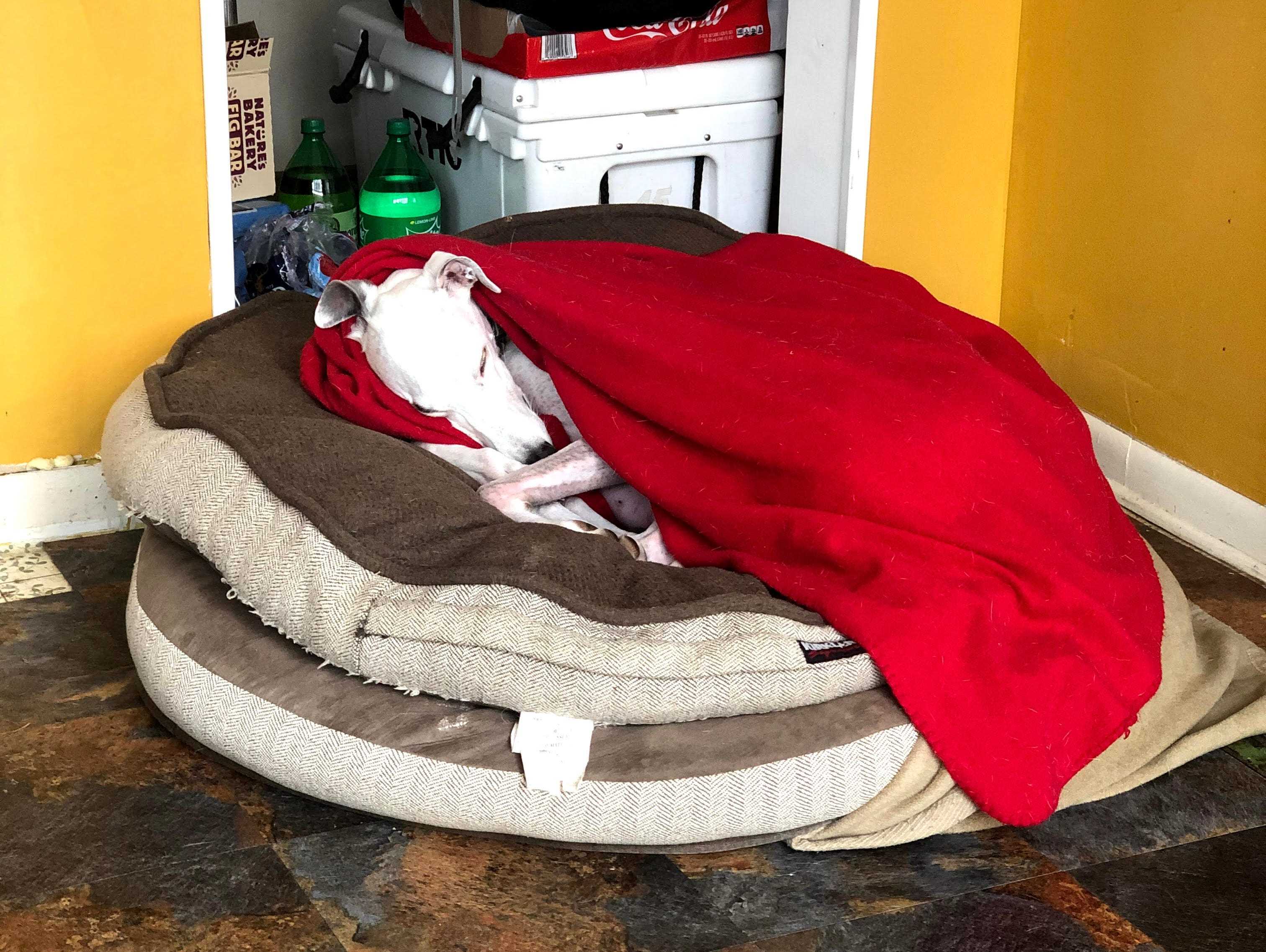Hund schläft mit roter Decke auf mehreren Hundebetten