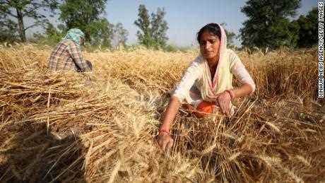 Indien bot an, bei der Lösung der globalen Nahrungsmittelkrise zu helfen.  Hier ist der Grund, warum es zurückgegangen ist