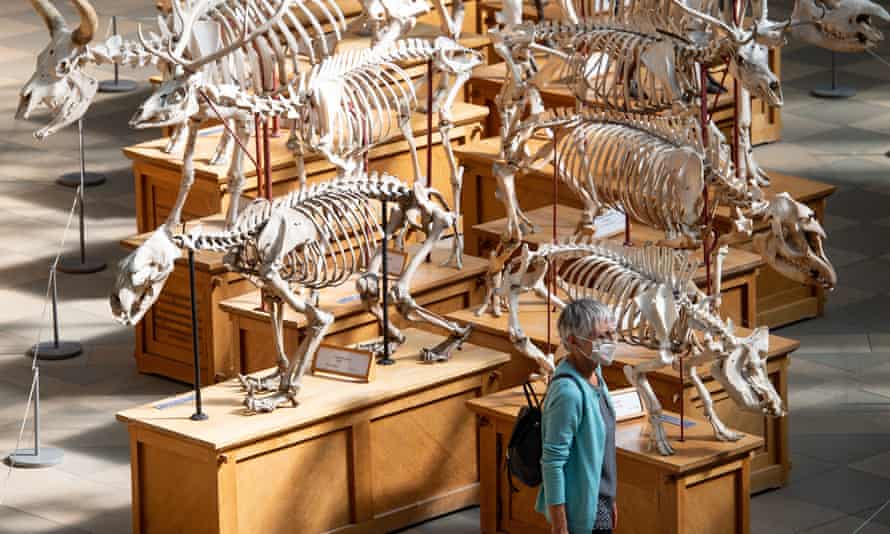 Jurassic Perk … Oxfords Pitt Rivers Museum.