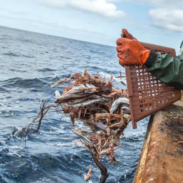 Ein Mann kippt von einem Boot aus einen Korb mit Krebstieren ins Meer
