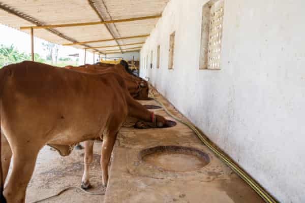 Gyr-Kühe stillen ihren Durst auf der Vrindavan-Milchfarm in der Nähe von Bengaluru.  Die Gyr-Rasse ist robuster und widerstandsfähiger gegen den Klimawandel.