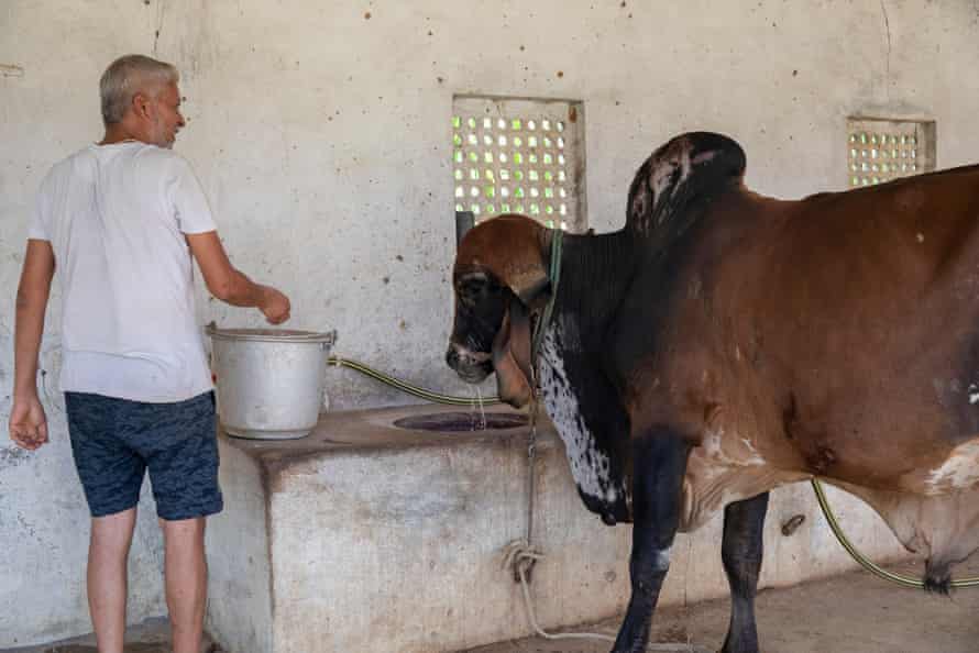 Die Milchproduktion einheimischer Rassen ist bei Hitzewellen robuster als die von gekreuzten Kühen.