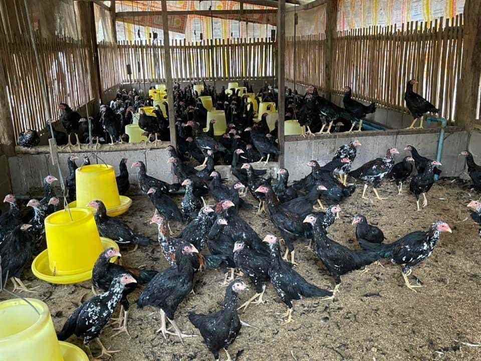 Ein paar Dutzend schwarze Hühner sind in einer Bauernhütte zu sehen.