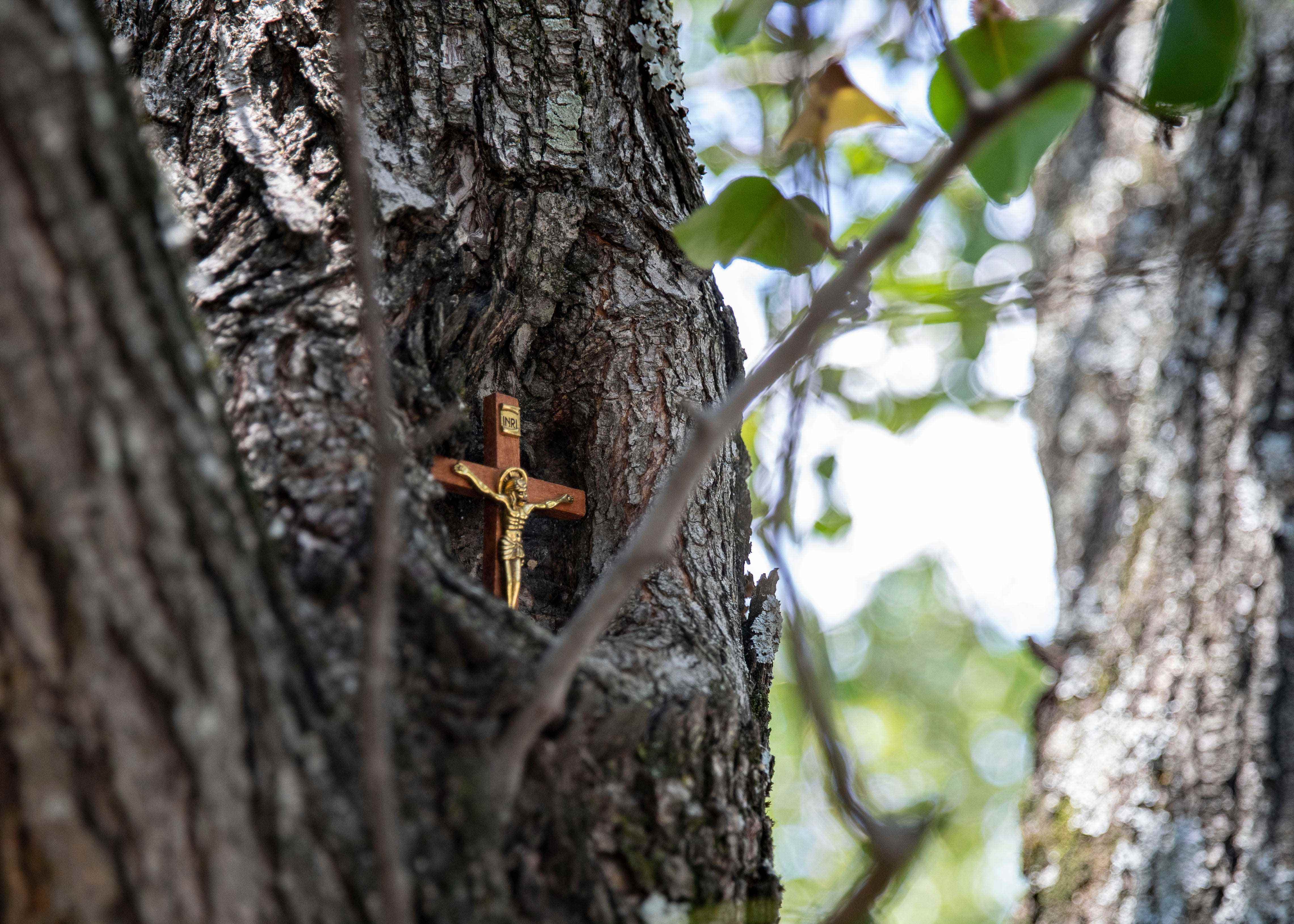 Ein Kreuz ist im Stamm eines Baumes versteckt.
