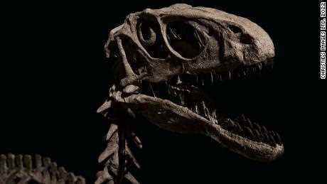 Fossilien eines Dinosauriers, der 'Jurassic Park'  für über 12 Millionen Dollar verkauft