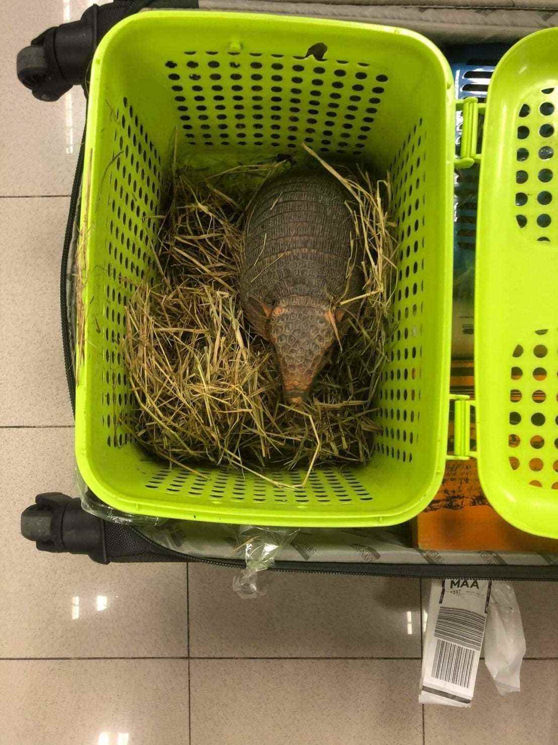 Gürteltier in Koffer am Flughafen Bangkok gefunden