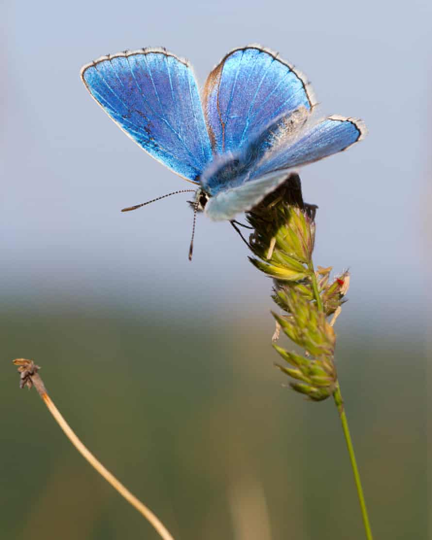 Adonis blauer Schmetterling.