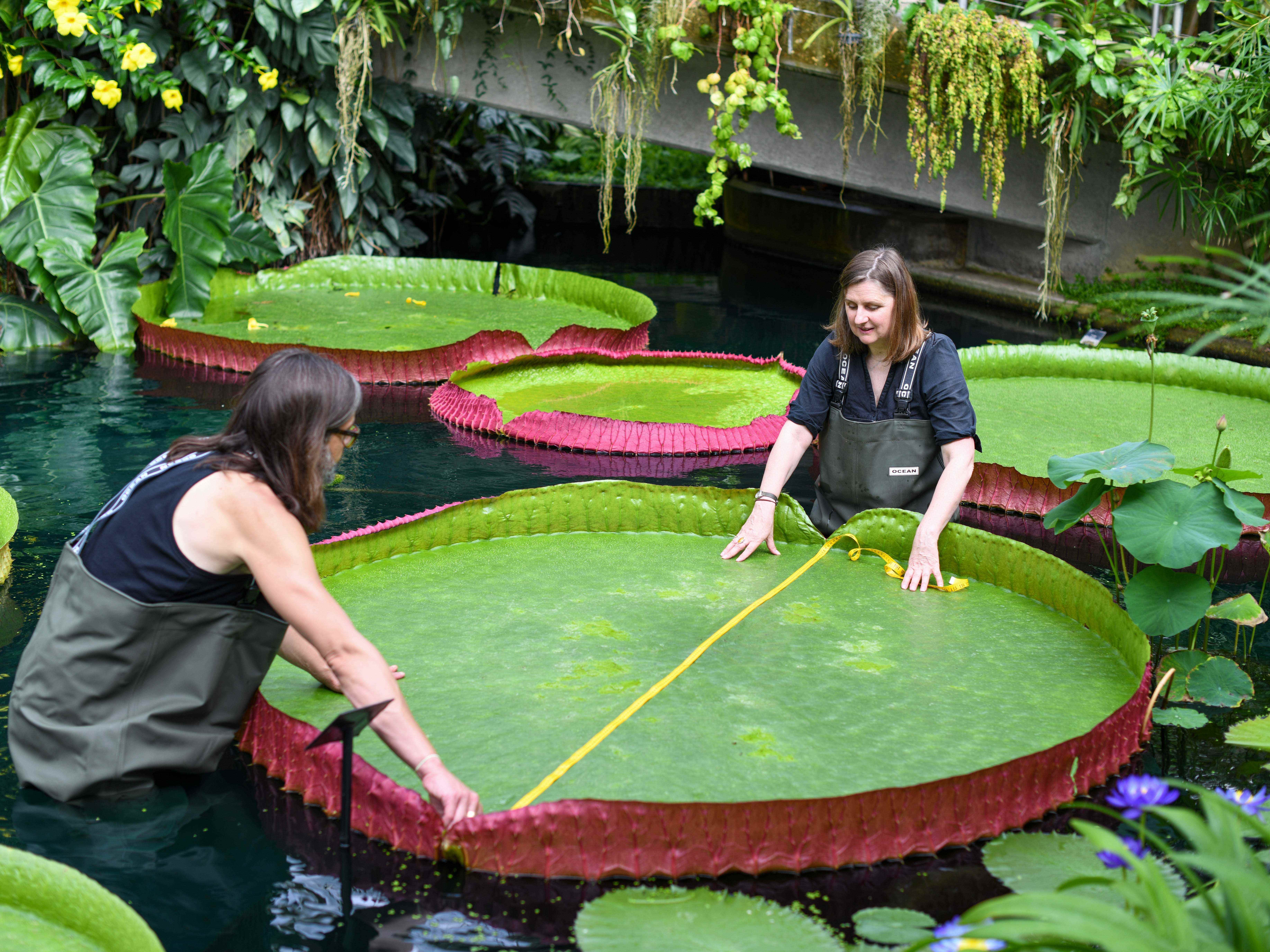 Carlos und Lucy messen die Seerose im Wasser, die größte Seerose der Welt