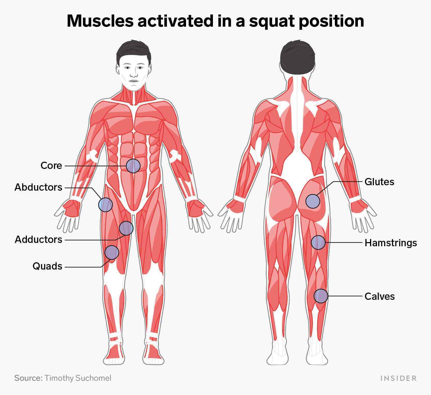Eine Infografik zeigt die Muskelanatomie der Kniesehnen, Gesäßmuskeln, Waden, Kern, Abduktoren, Adduktoren und Quads.