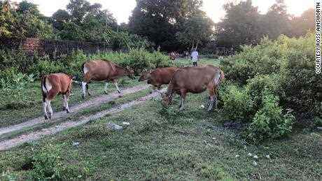 Kühe wandern am 6. Juni 2022 durch die Straßen in der Nähe von Touristenvillen in Seminyak, einer Küstenstadt im Süden Balis.