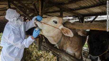 Ein Mitarbeiter des Tiergesundheitszentrums untersucht eine Kuh in Bandung, West-Java, Indonesien, 17. Mai 2022.