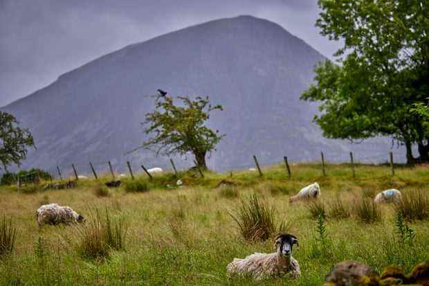 Schafe weiden mit Grasmoor in der Ferne.