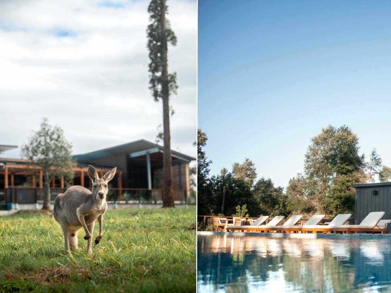 Der Pool bietet Aussicht auf Kängurus und Koalas.