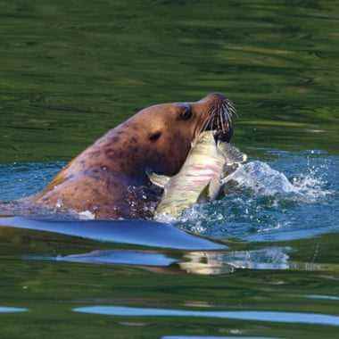 Ein Seelöwe schwimmt mit einem Lachs im Maul 