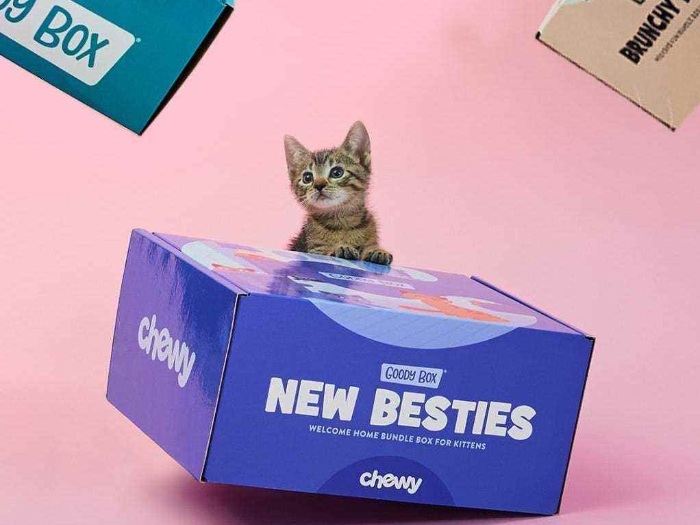 Eine kleine Katze sitzt hinter einer blauen Chewy Goody Box.