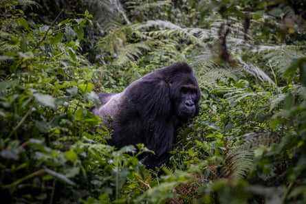 Ein Silberrücken-Gorilla im Kahuzi-Biega-Nationalpark