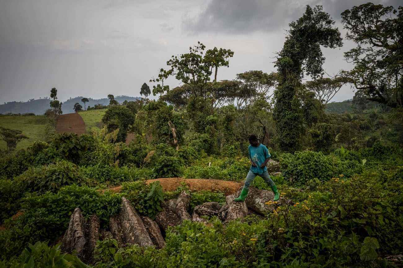Ein Mann aus der Batwa-Gemeinde geht auf gefällten Bäumen in abgeholztem Land am Rande des Kahuzi-Biega-Nationalparks