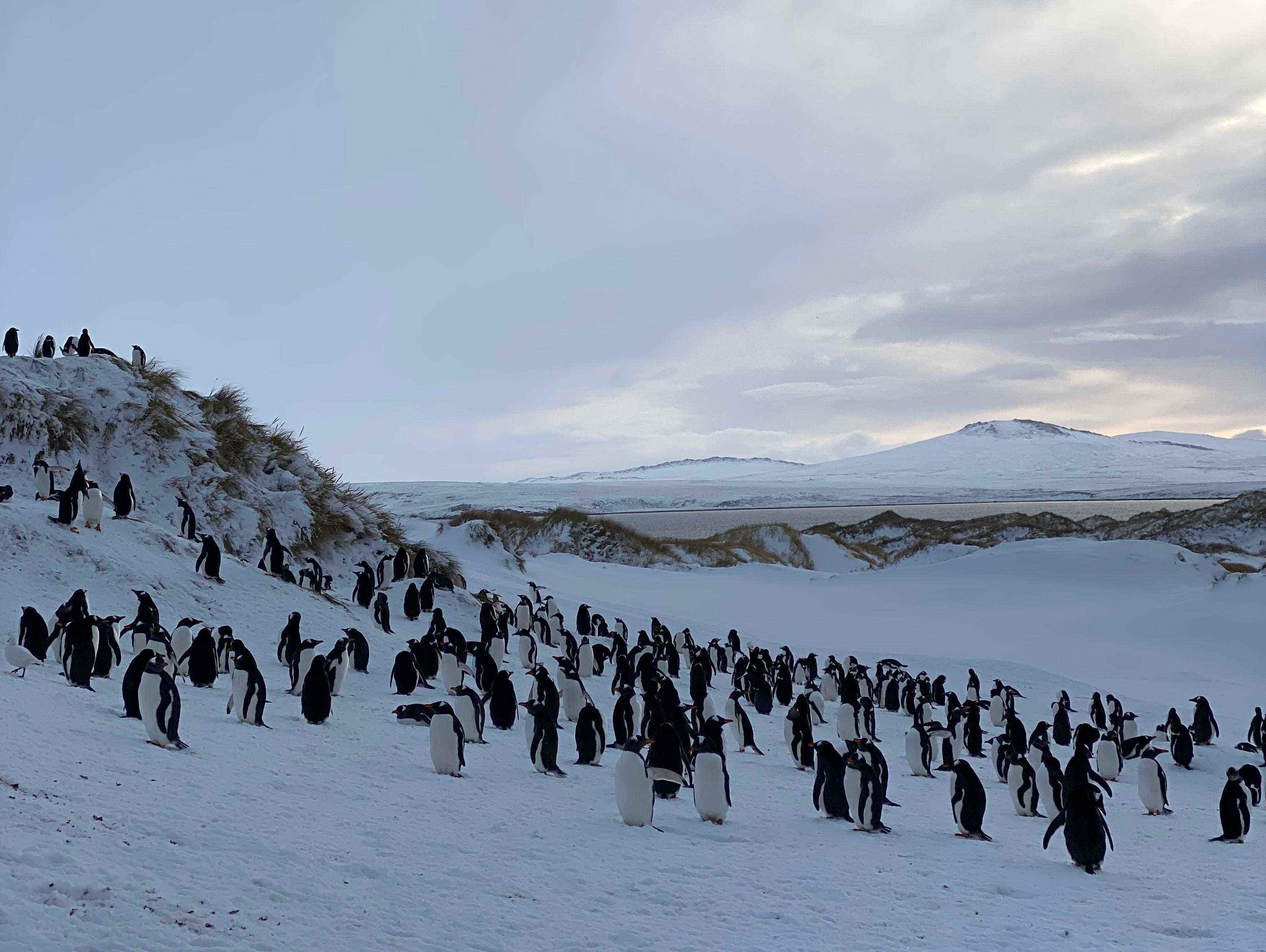 Viele Pinguine im Schnee auf den Falklandinseln am 20. Juni 2022.
