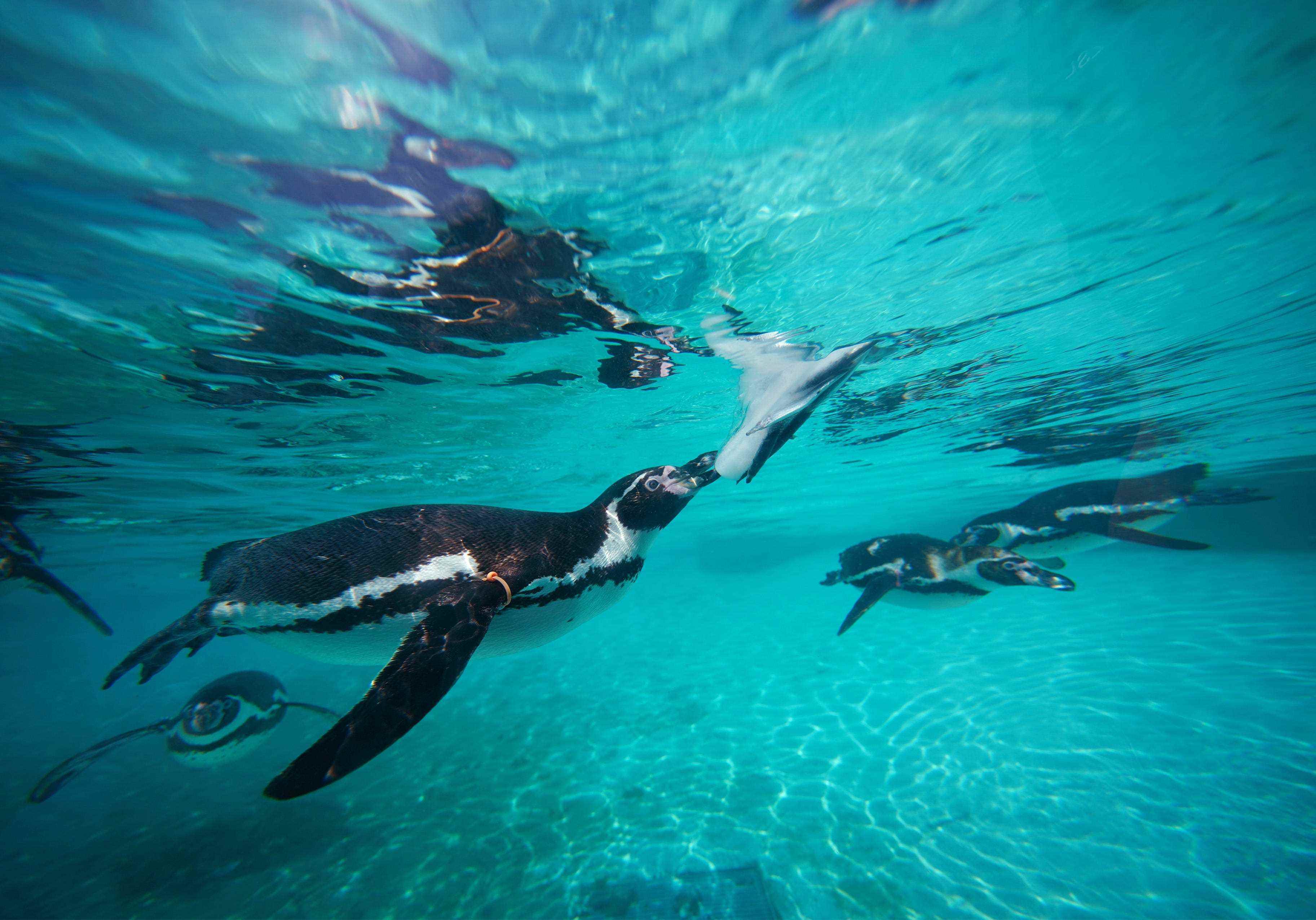 Tierpfleger im Londoner Zoo halten die Humboldt-Pinguine während der Hitzewelle am 18. Juli 2022 mit gefrorenen Fischlutscher-Leckereien kühl.