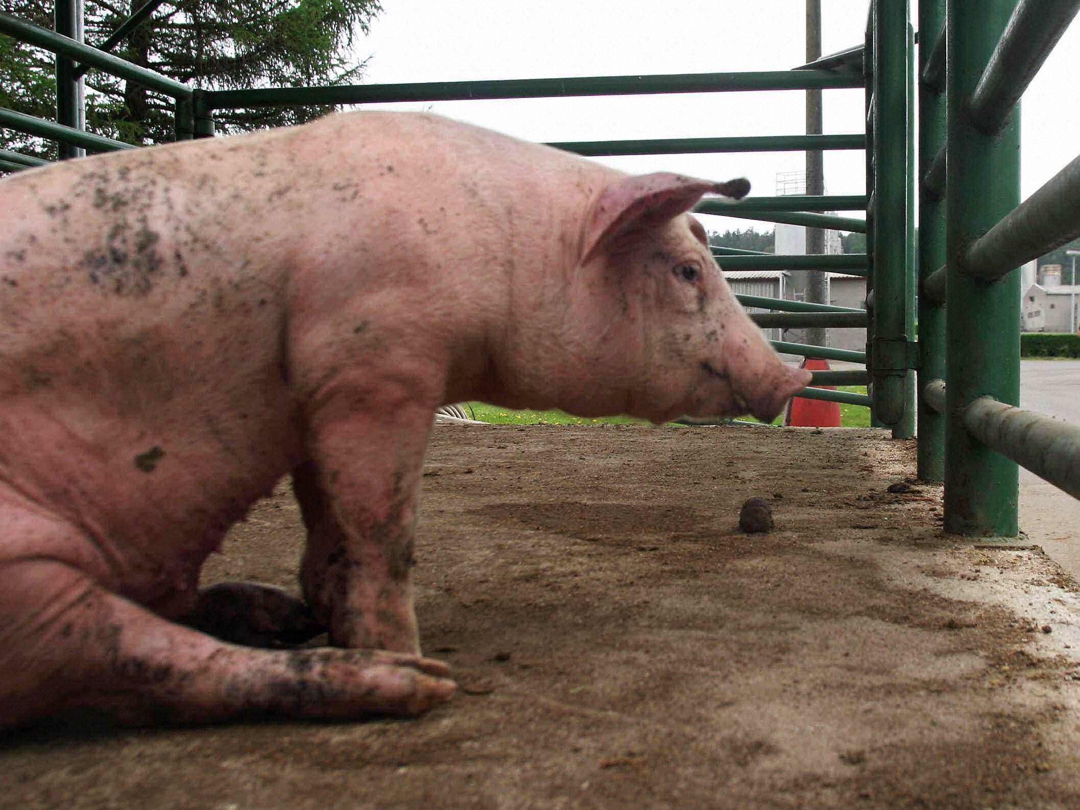 Ein Schwein ist am 4. Mai 2005 in einer riesigen industriellen Schweinefarm auf dem Gelände des ehemaligen Konzentrationslagers in Lety, Südböhmen, abgebildet.