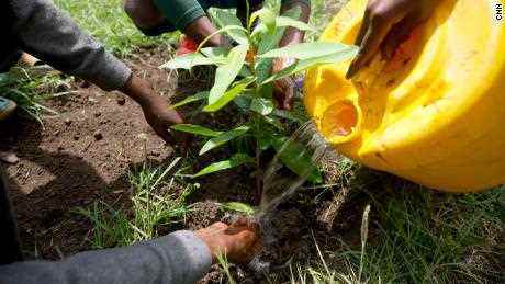Mitglieder von Trees4Goals bewässern einen neu gepflanzten Bäumchen.