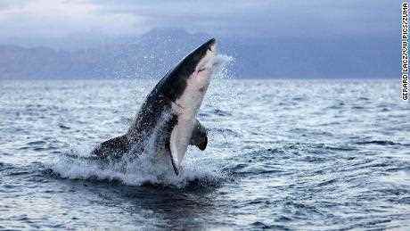 Der wahre Grund, warum Weiße Haie Menschen beißen könnten