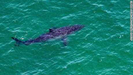 Ein Weißer Hai schwimmt am 15. Juli etwa 50 Meter vor der Küste der Cape Cod National Seashore in Massachusetts.