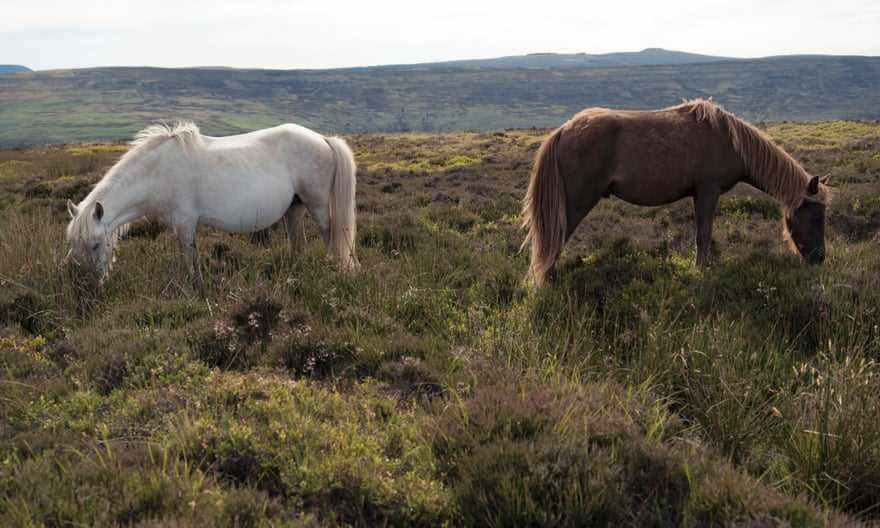 Wilde Ponys auf dem Hatterall Hill.